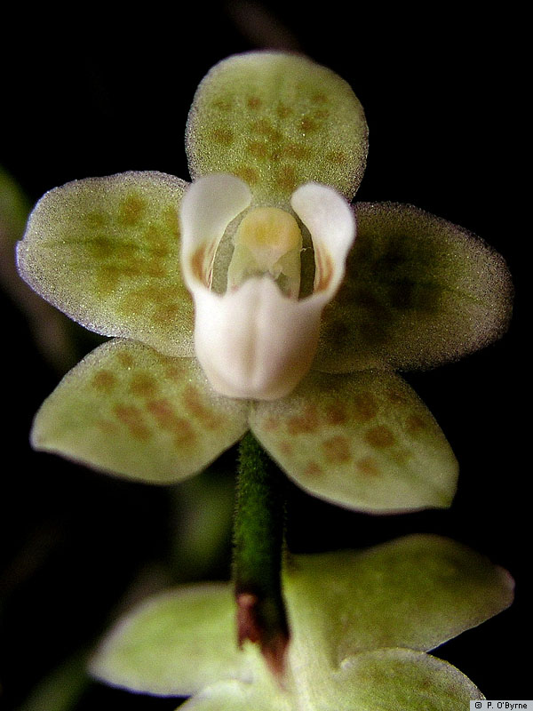 chiloschista parishii var sakura コルク原種 chiloschista parishii var sakura コルク原種